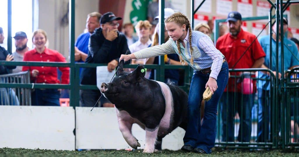 Jr. Fair Hog Show